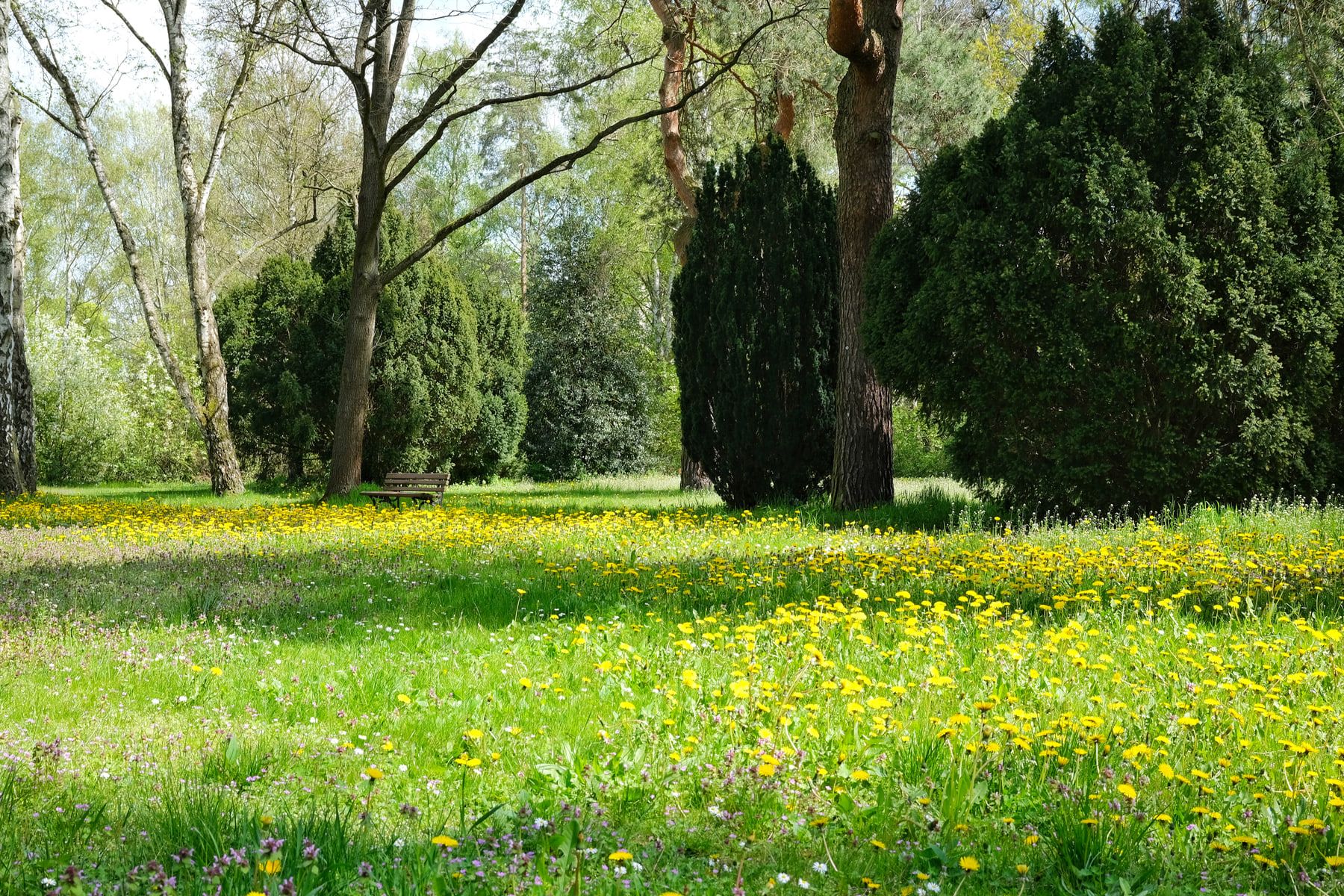 Flowering meadow with mature trees and tall evergreens at Adlershof Cemetery